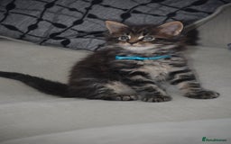 Maine Coon cats for sale: Maine Coon kittens World Champion bloodline ❤️ - Image 2