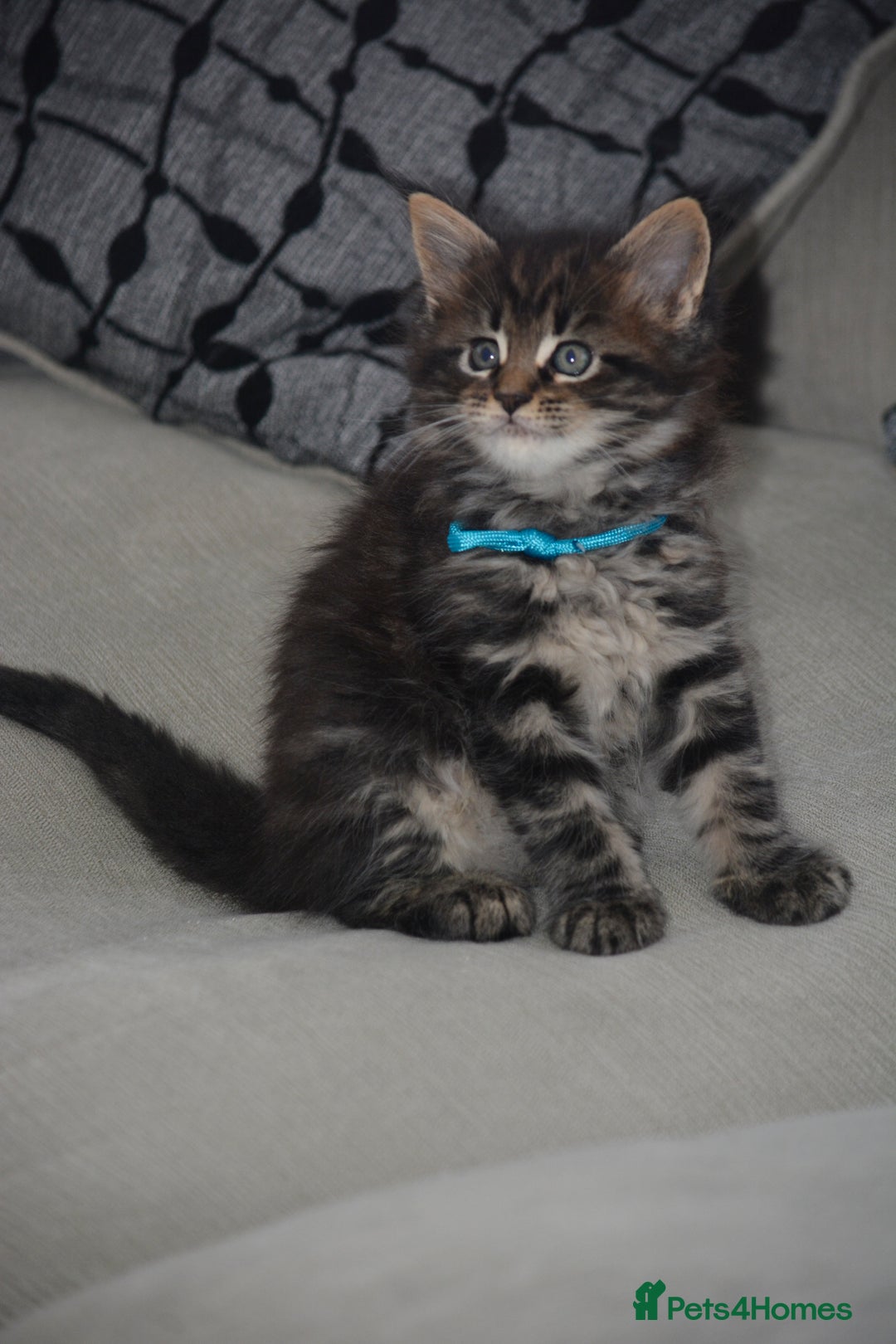 Maine Coon cats for sale: Maine Coon kittens World Champion bloodline ❤️ - Image 2