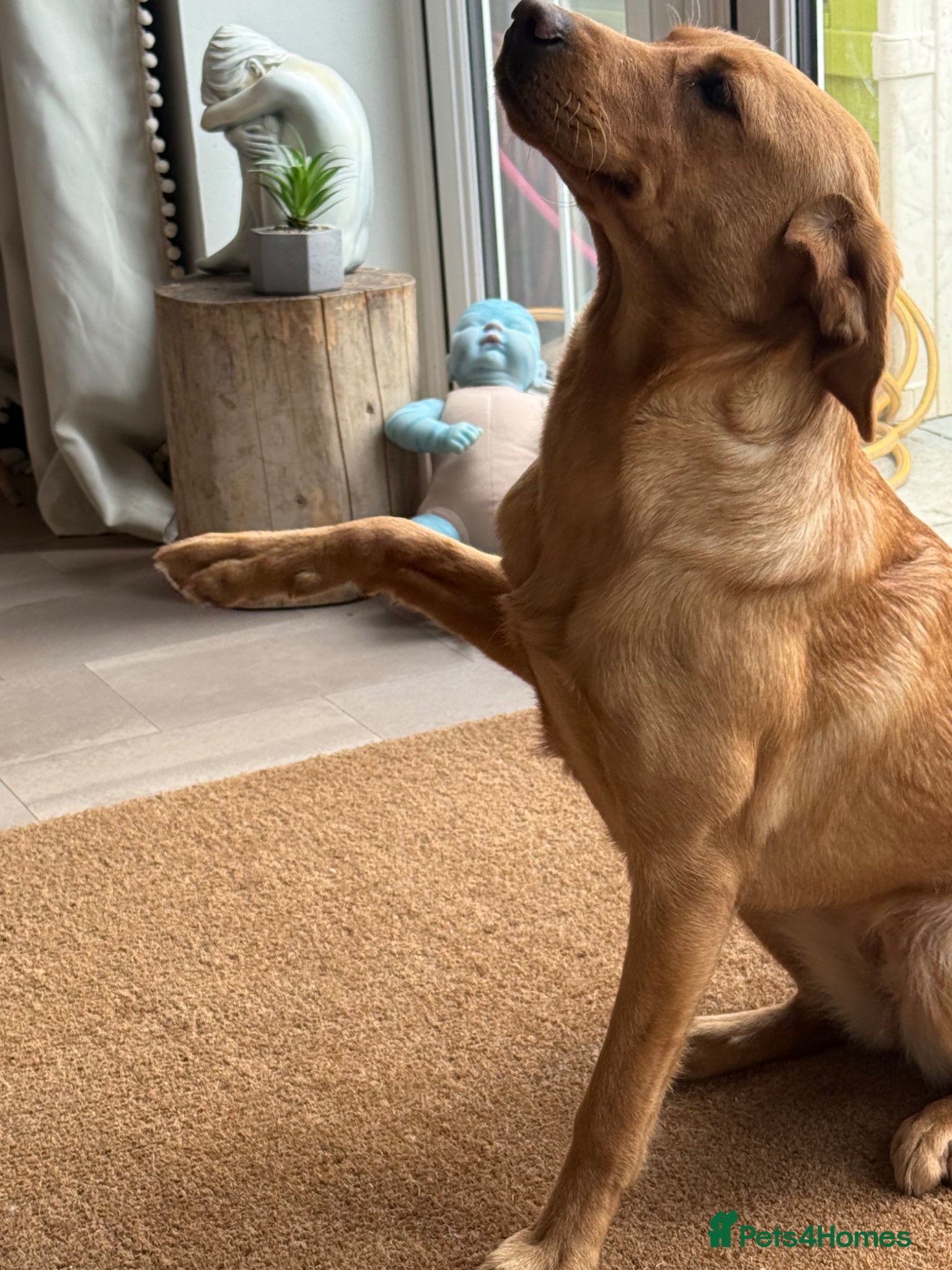 Labrador Retriever dogs 10 month old labrador  - Advert 2