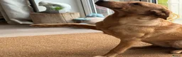 Labrador Retriever dogs for sale: 10 month old labrador  - Advert 1