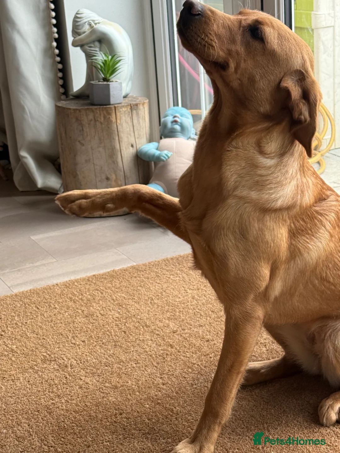 Labrador Retriever dogs for sale: 10 month old labrador  - Advert 1