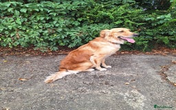 Golden Retriever dogs for sale: Beautiful KC reg Golden Retriever pups - Image 1