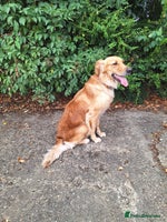 Golden Retriever dogs Beautiful KC reg Golden Retriever pups - Advert 7