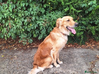 Golden Retriever dogs - Advert 18