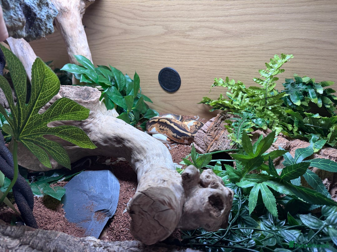 Python Snake reptiles for sale: Pied Ball Python and full set up - Image 5