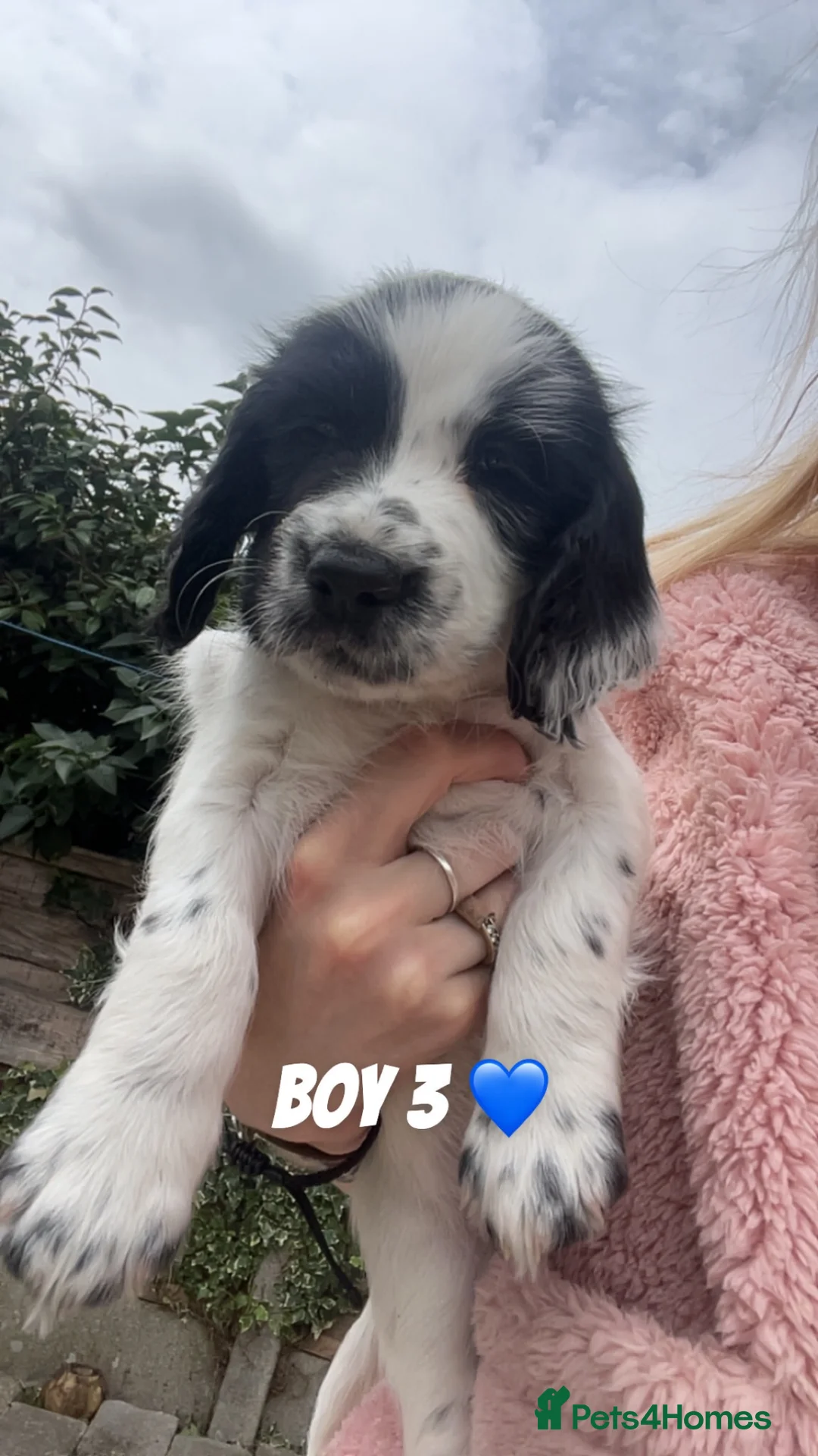 Sprocker dogs for sale: Sprocker spaniels  in Littleborough - Advert 12