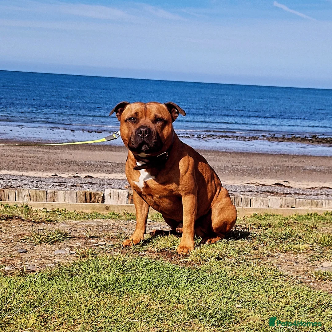 Staffordshire Bull Terrier dogs for stud: Staffordshire Bull Terrier Stud in Wolverhampton - Advert 8