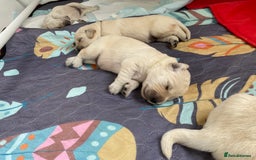 Golden Retriever dogs for sale: Fluffy Cream & Gold Golden Retriever Puppies - Image 8