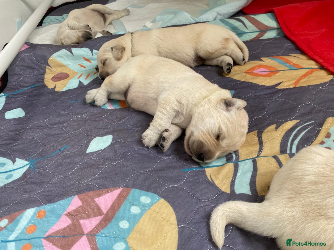 Golden Retriever dogs for sale: Fluffy Cream & Gold Golden Retriever Puppies - Image 8