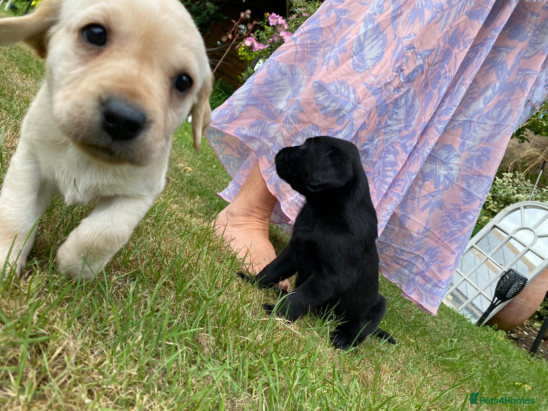 Labrador Retriever dogs for sale: Pedigree Labrador Puppies For Sale - Image 13