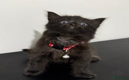 Mixed Breed cats for sale: 5 Beautiful Kittens - Ready for Homes Nov 17 - Image 10