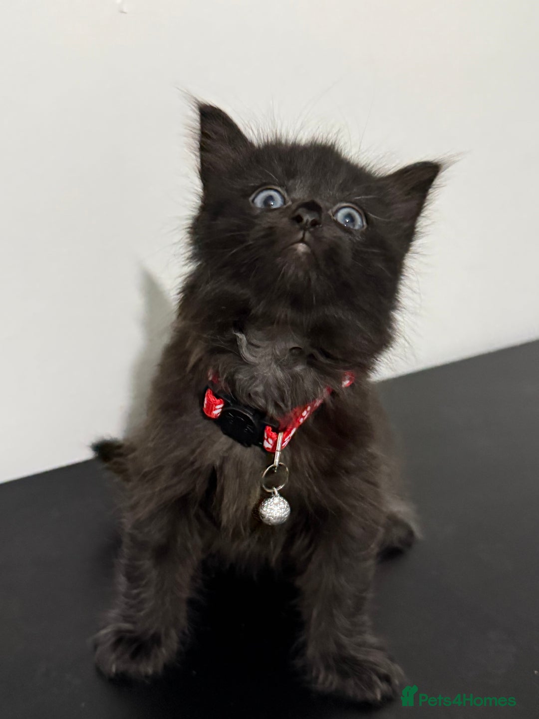 Mixed Breed cats for sale: 5 Beautiful Kittens - Ready for Homes Nov 17 - Image 10