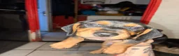 Dachshund dogs for sale: 5 beautiful puppies for sale - Advert 4