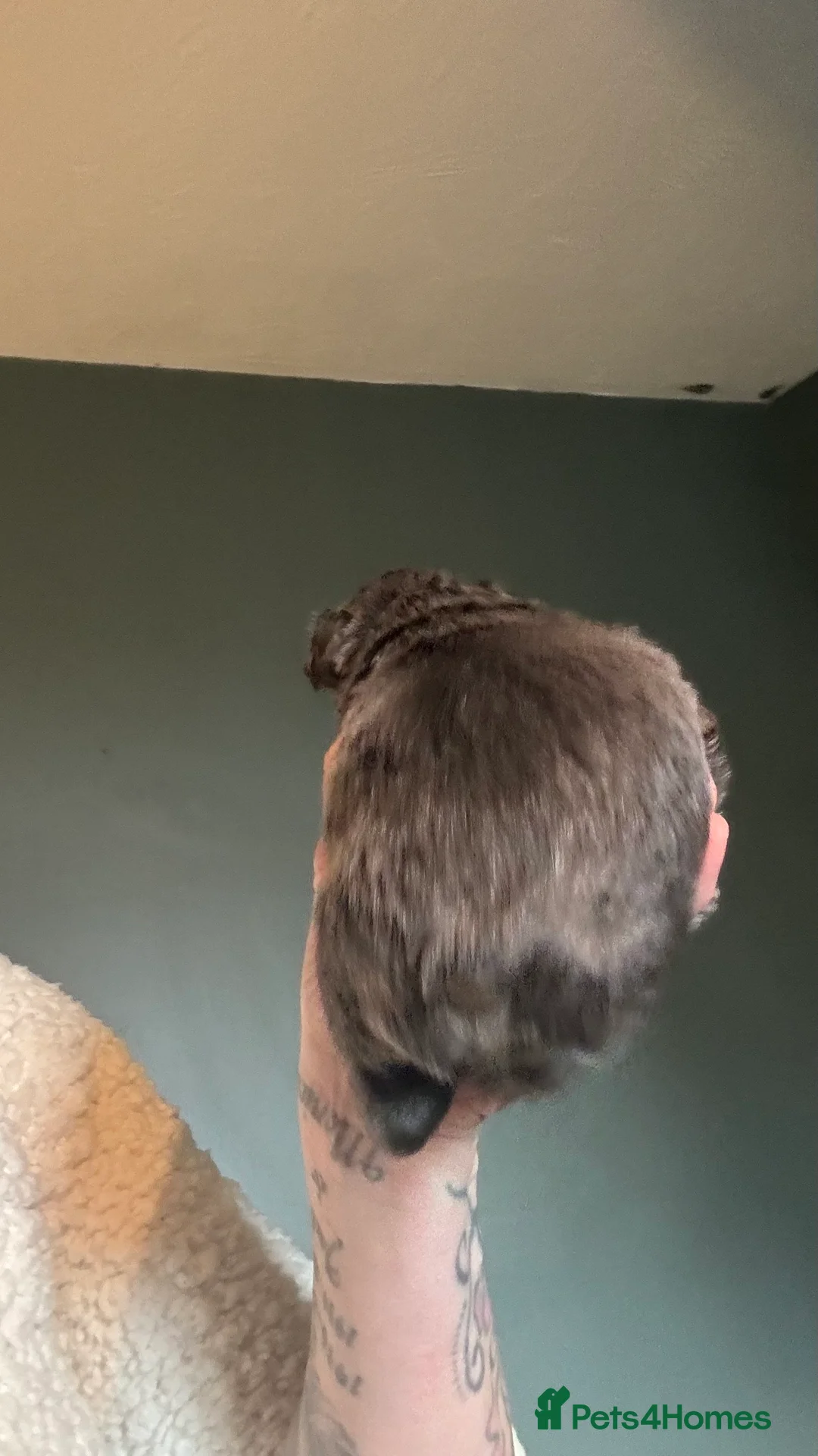 French Bulldog dogs for sale: Fluffy blue frenchie  - Advert 3