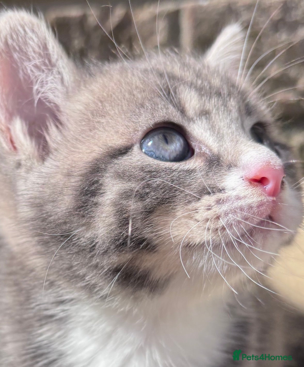 Mixed Breed cats ✨🩷💜🐾✨ Blue Tabby Girl Ready Now ✨🩷💜🐾✨  - Advert 4