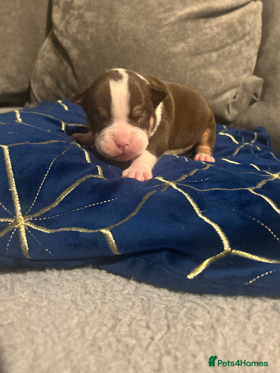 Olde English Bulldogge dogs for sale: Olde English bulldogges - Advert 8