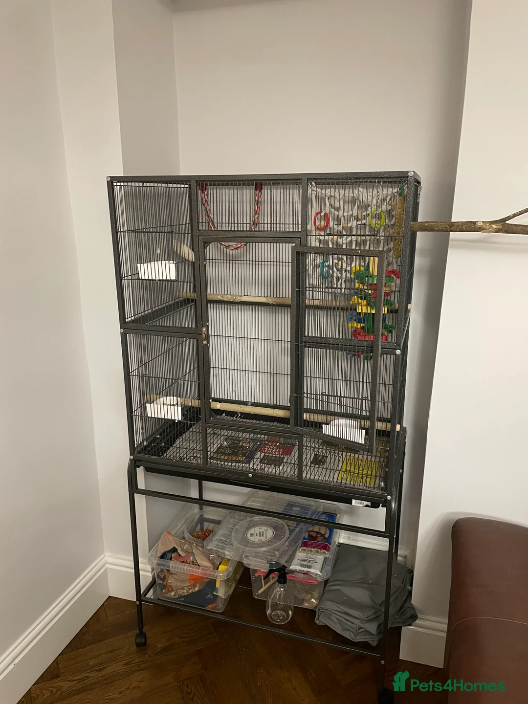 Parakeets birds for sale: Indian ring neck parrot  - Advert 1