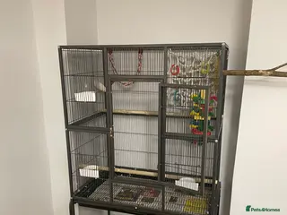 Parakeets birds Indian ring neck parrot - Advert 1