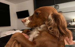 Sprocker dogs for sale: Sprockers For Sale  - Image 9