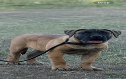 Presa Canario dogs for sale: Only 5 Star Home  - Image 3