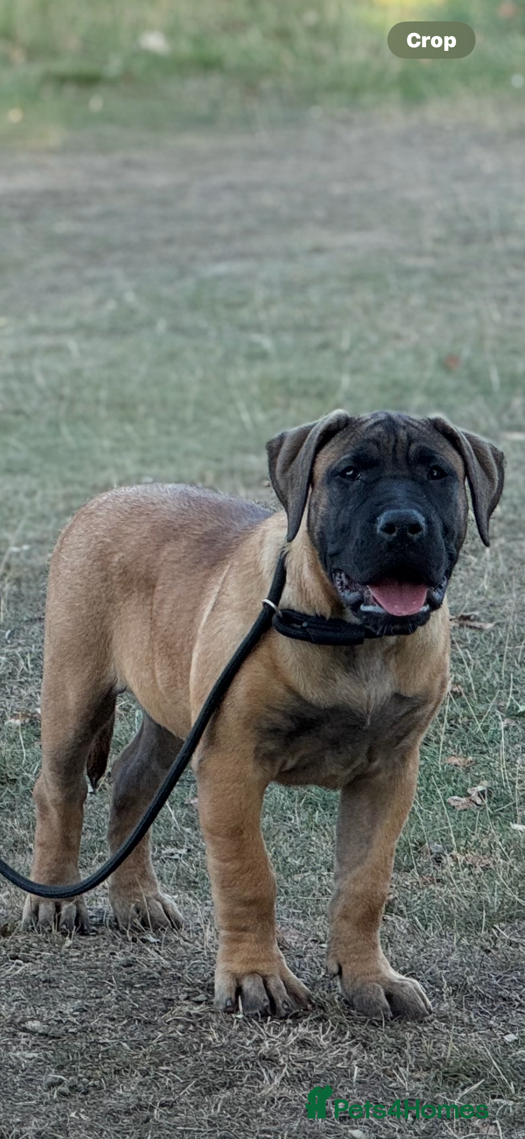 Presa Canario dogs for sale: Only 5 Star Home  - Image 3