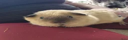 Guinea Pig rodents for sale: Californian Male Guinea pigs  in Axminster - Advert 2