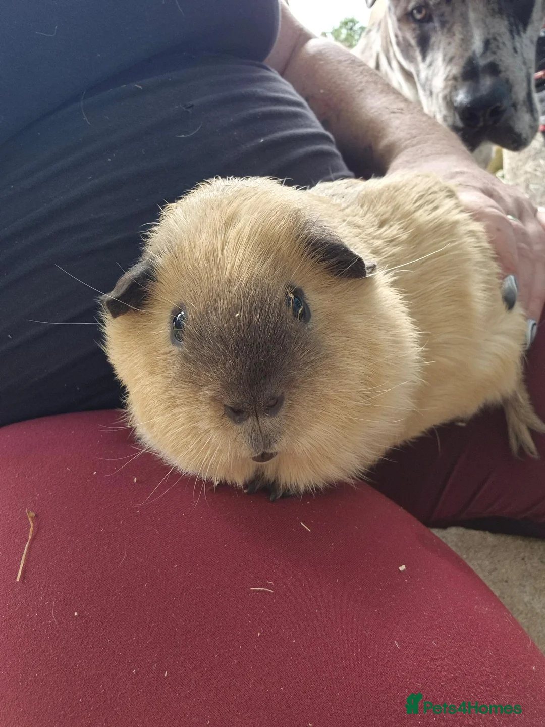 Guinea Pig rodents for sale: Californian Male Guinea pigs  in Axminster - Advert 2