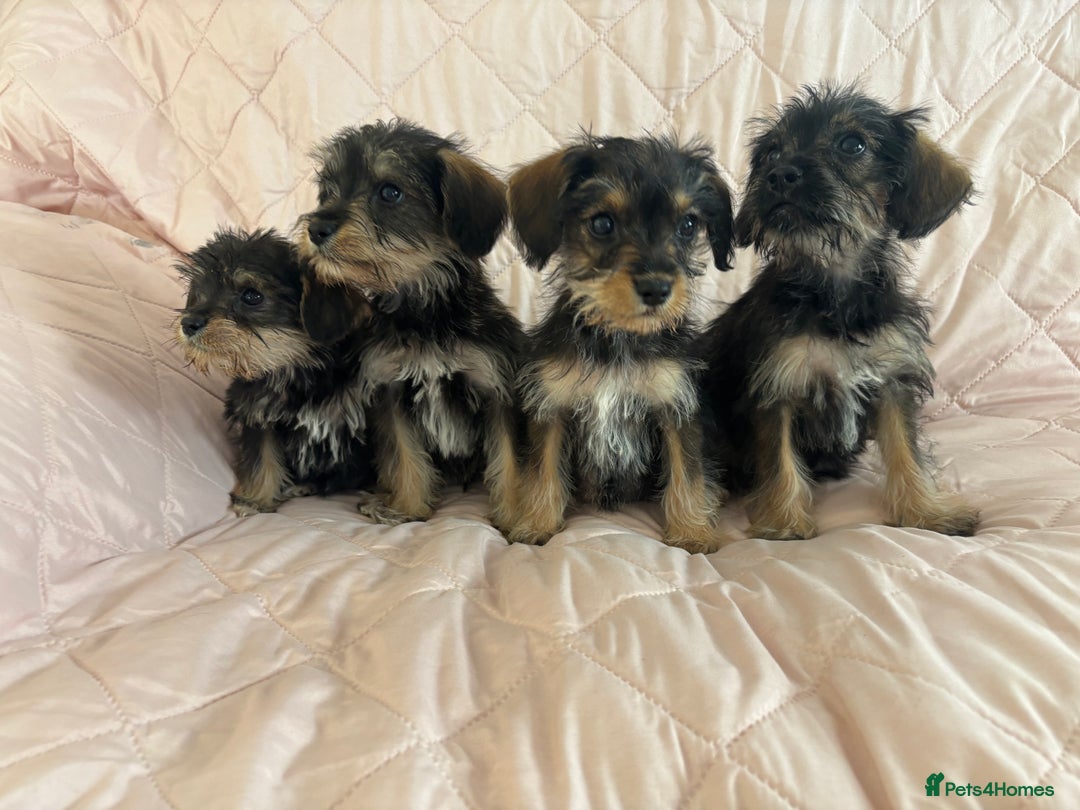 Schnoodle dogs for sale: *Stunning Shnoodles* - Image 1