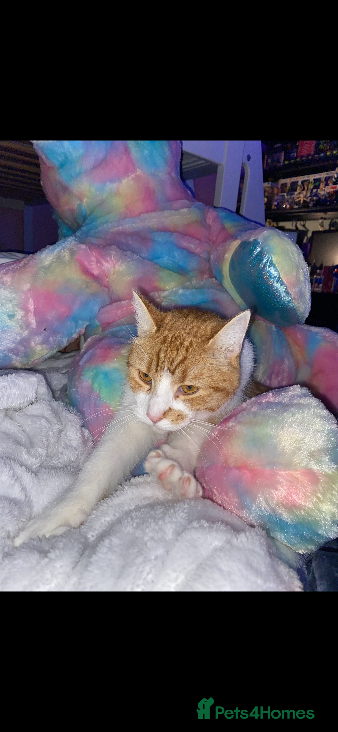 Mixed Breed cats for sale: Stumpy  - Advert 11