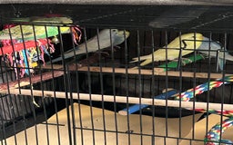 Budgerigars birds for sale: BEAUTIFUL BABY BUDGIES FIR SALE - Image 6