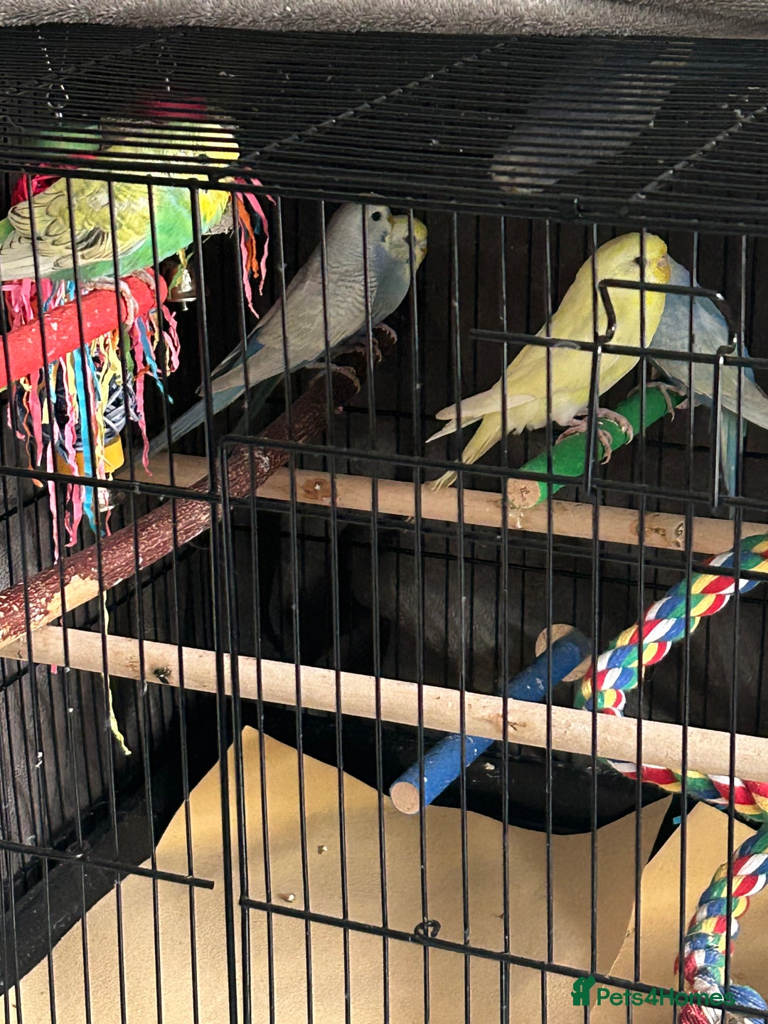 Budgerigars birds for sale: BEAUTIFUL BABY BUDGIES FIR SALE - Image 6