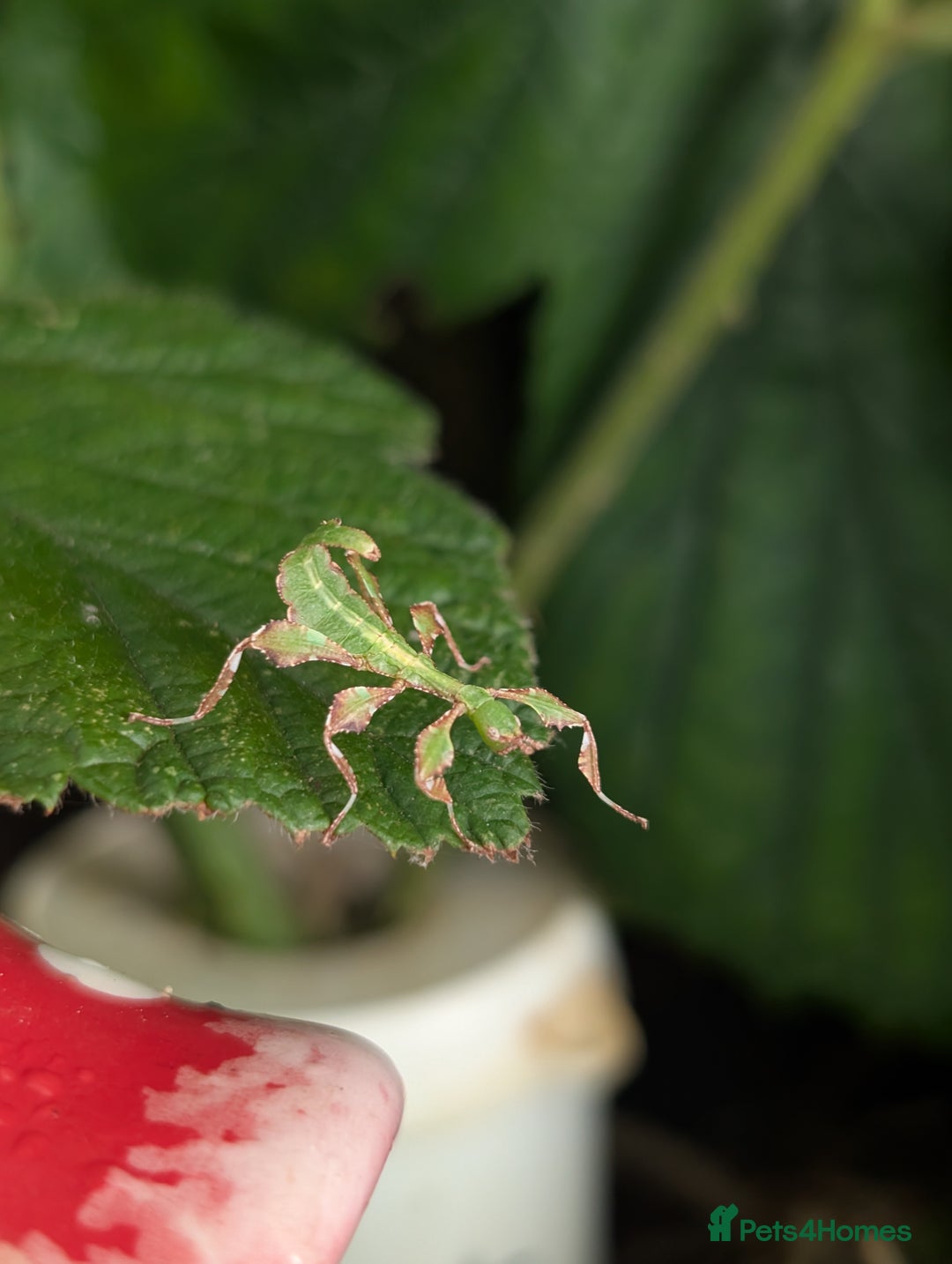 Stick Insects invertebrates for sale: Giant Malaysian leaf insects - Advert 3