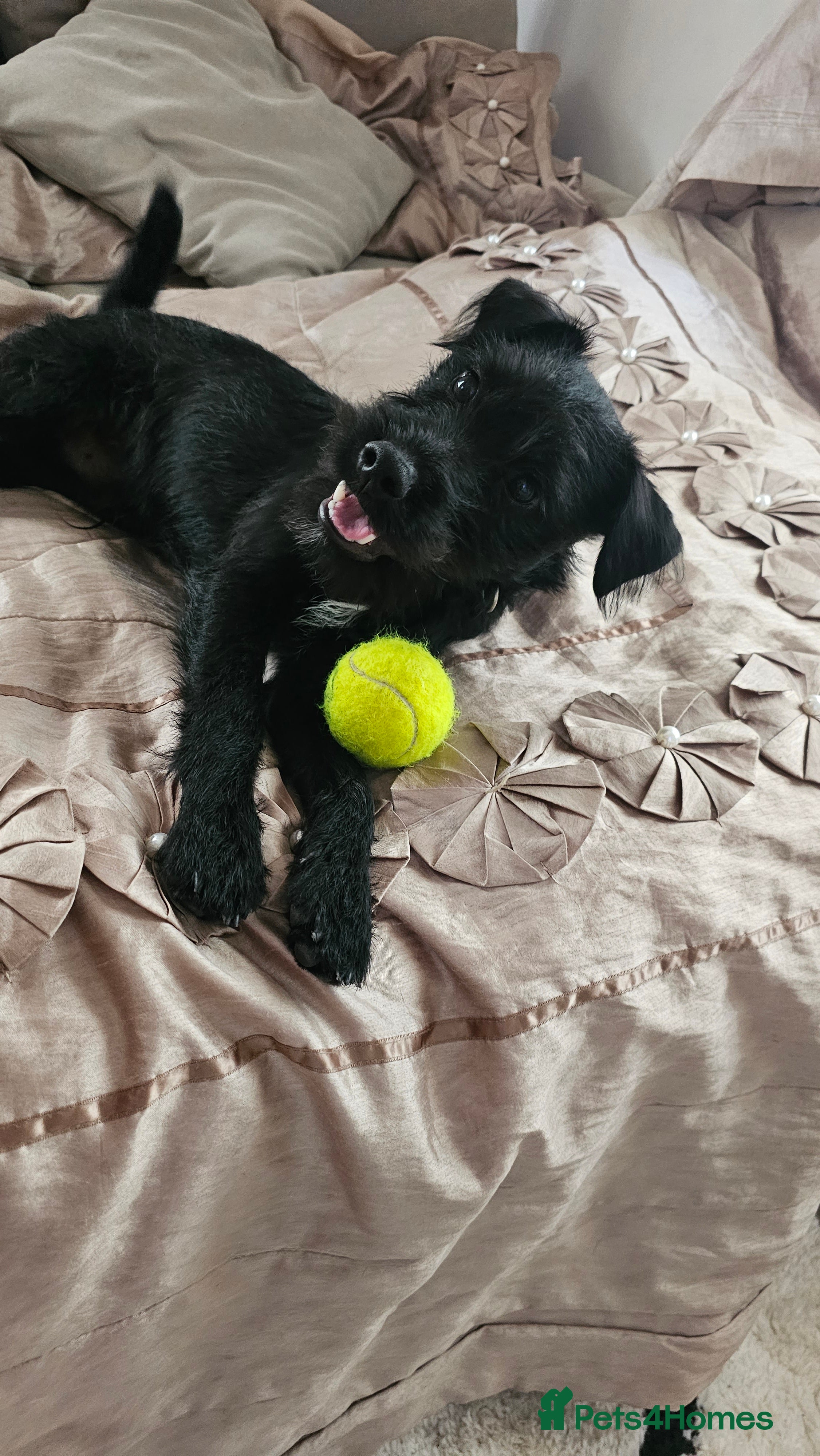 Patterjack dogs Bernie - Advert 2