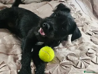 Patterjack dogs Bernie - Advert 2