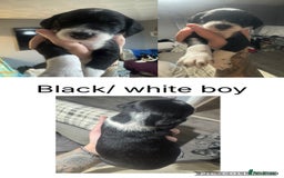 Mixed Breed dogs for sale: Dalmapoo - Image 3