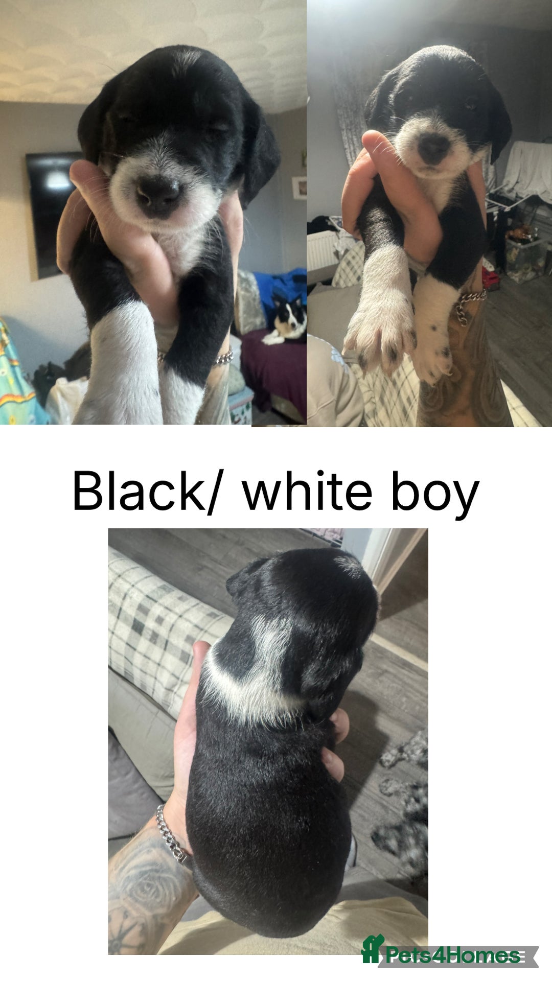 Mixed Breed dogs for sale: Dalmapoo - Image 3