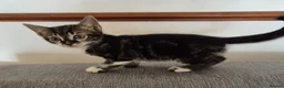 Mixed Breed cats for sale: Half bengal kittens - Advert 3