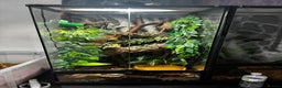 Frog reptiles for sale: 4 whites tree frog and enclosure - Advert 10