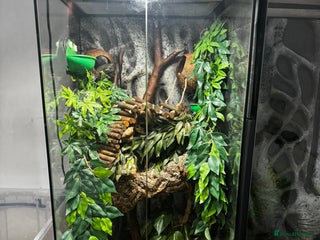 Frog reptiles 4 whites tree frog and enclosure - Advert 1