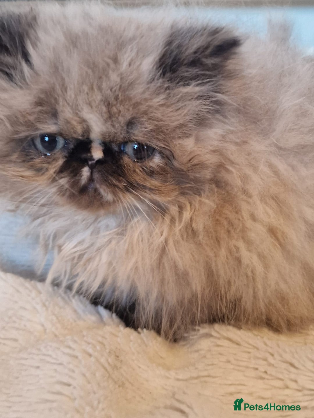 Persian cats for sale: Stunning Persian Kittens. - Advert 18