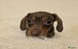 Miniature Dachshund dogs for sale: REDUCED LITTER KC REG mini Daxi  - Image 17