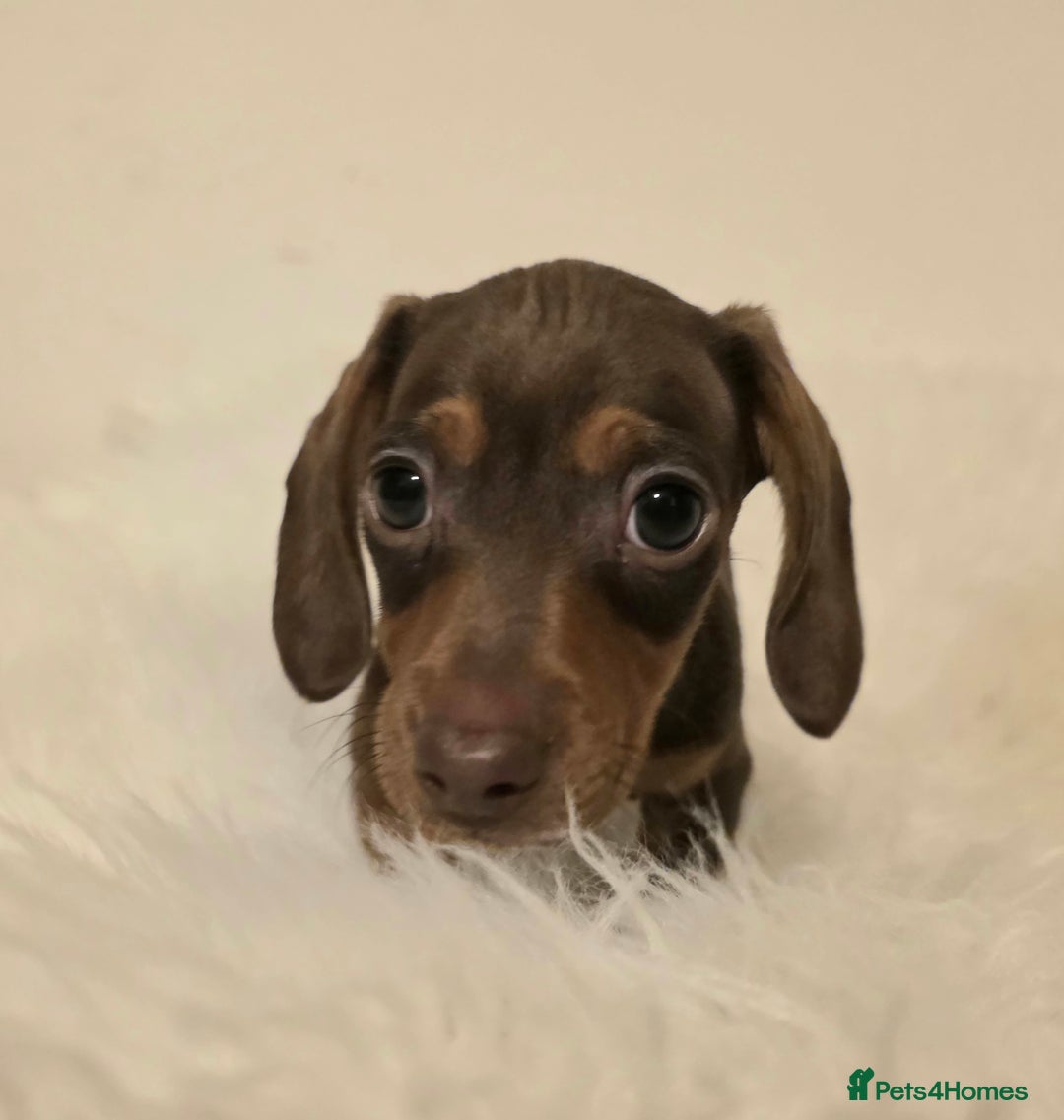 Miniature Dachshund dogs for sale: REDUCED LITTER KC REG mini Daxi  - Image 17