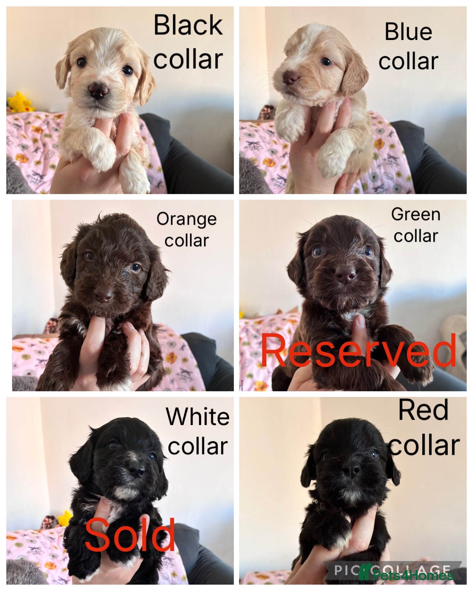 Mixed Breed dogs Beautiful pups - Advert 18