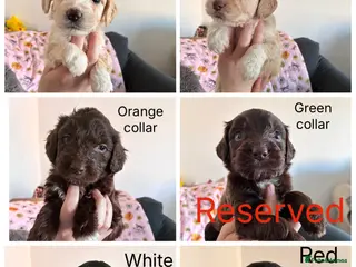 Mixed Breed dogs Beautiful pups - Advert 18