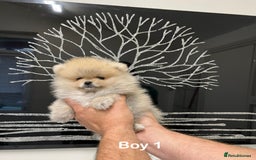 Pomeranian dogs for sale: Mini 500grams Now🔥Teddy Bear Face🧸 - Image 11