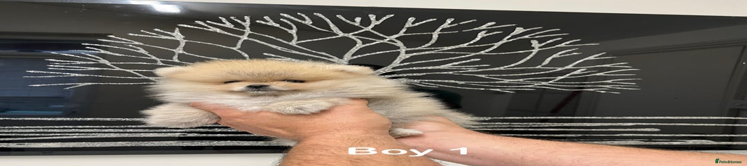 Boy 1