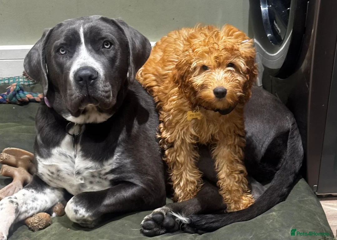 Cane Corso dogs for sale: *** Absolutely stunning Cane Corso female pup *** - Advert 5