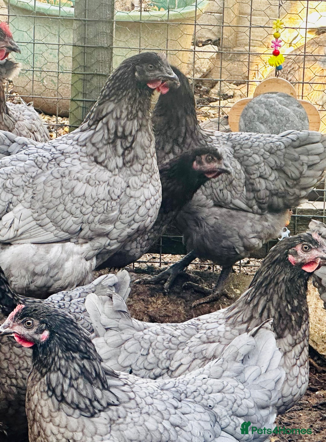 Chickens poultry for sale: Point of Lay Chickens - AVAILABLE NOW - Image 6