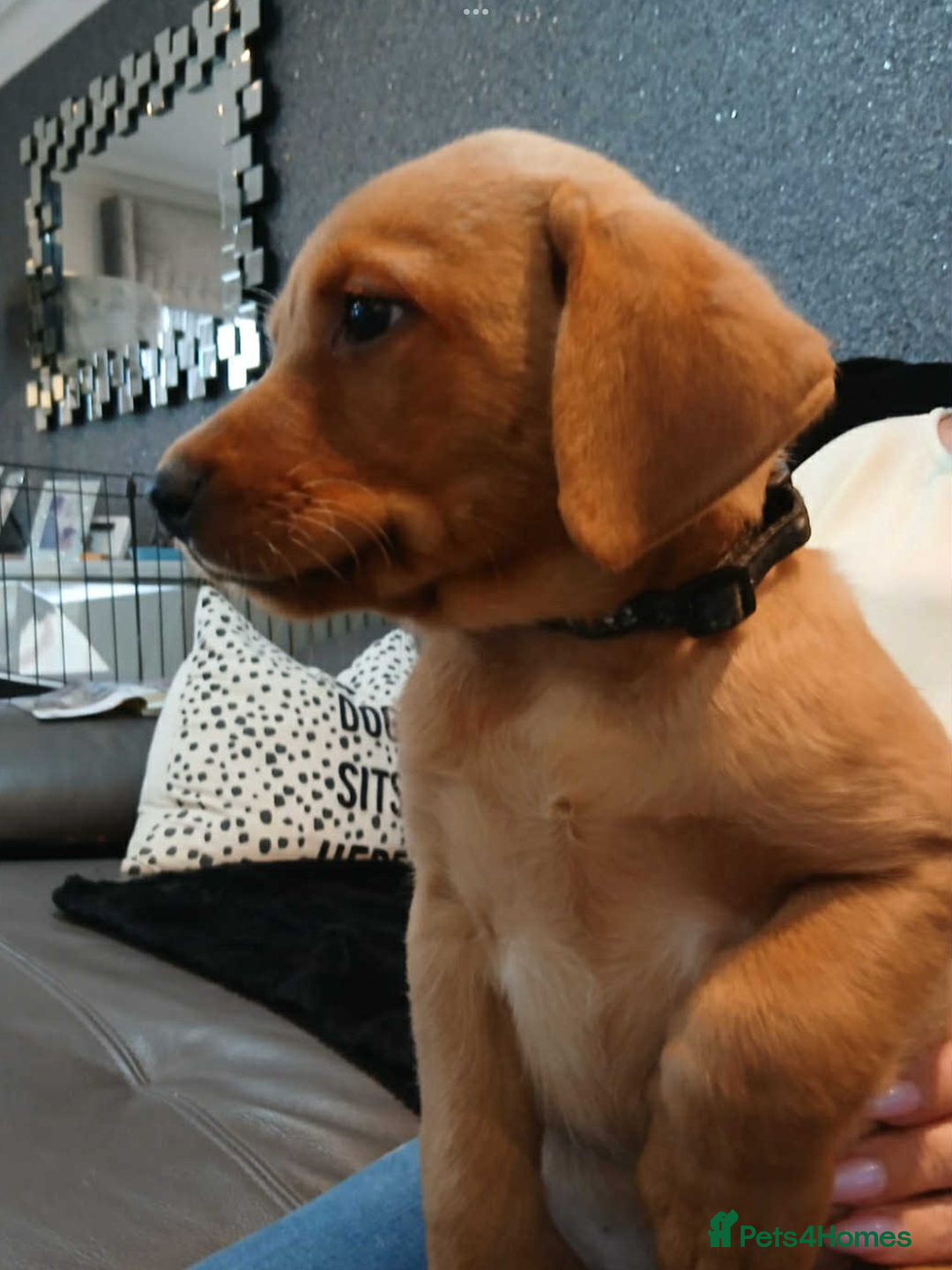 Labrador Retriever dogs for sale: KC Reg Fox Red Labrador pups.Council licensed. - Image 12