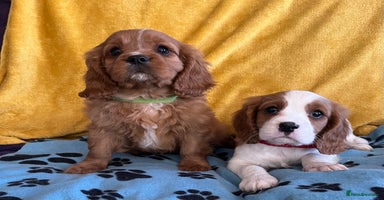 Cavalier King Charles Spaniel dogs - Advert 9